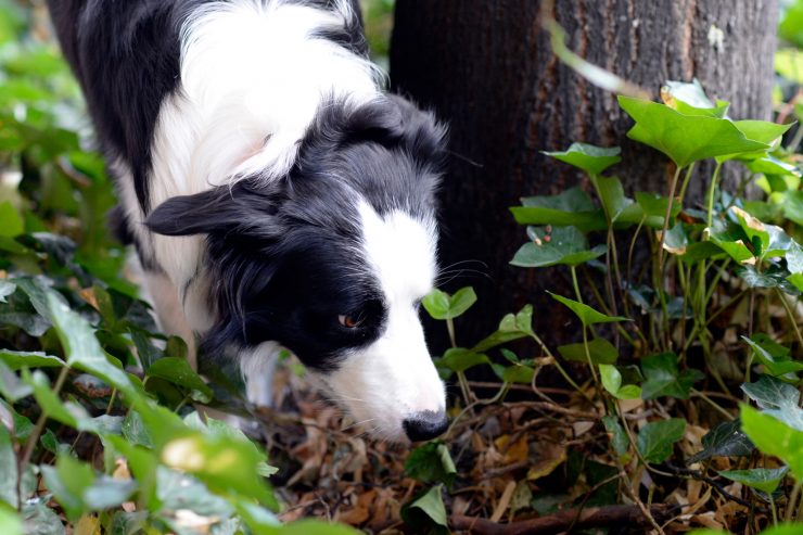 Trainieren und beschäftigen / So können Sie Ihren Hund vor Giftködern schützen