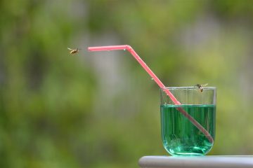 Aufgeklärt / Hitze macht Wespen aggressiv