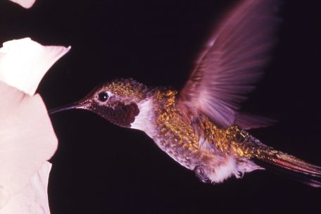 Natur / Kolibris können unvorstellbare Farben sehen