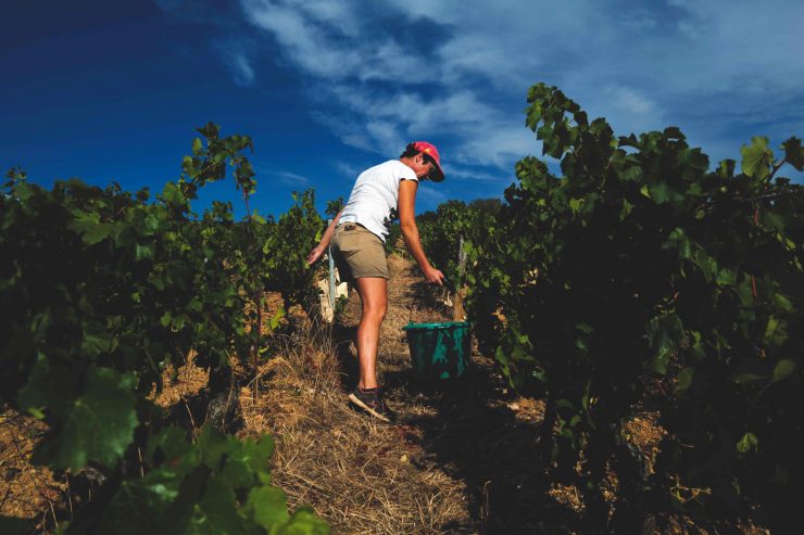 Corona-Krise / Winzer müssen mit 50 Prozent Umsatzverlust rechnen
