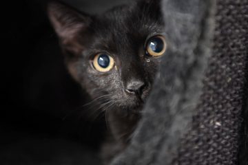 Corona-Ansteckung / Covid bei Haustieren: Das weiß die Wissenschaft