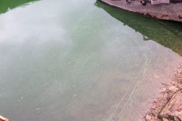 Stausee / Schluss mit dem Planschen an der „Rommwiss“: Strand muss wegen Blaualgen schließen
