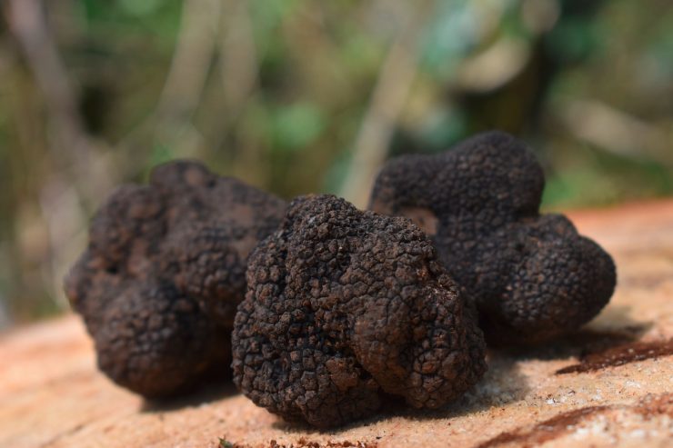 Trüffel / Das schwarze Gold der Haute-Marne