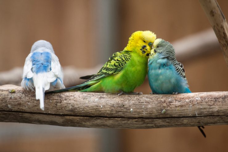 Von A bis E / Diese Vitamine brauchen Vögel