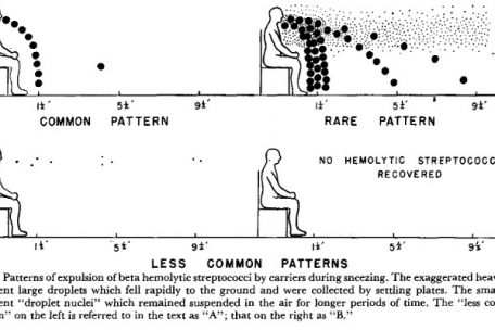 Diese Abbildung aus einer Studie von 1948 zeigt die Flugbahn von Tr&ouml;pfchen beim Niesen. Die Wissenschaftler unterschieden lediglich zwischen zwei Arten von Tropfen. (Entfernungen in feet)