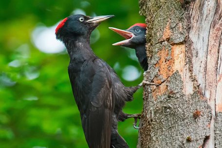 Bei einem ihrer Streifzüge durch die Natur hielt die Hobbyfotografin Carina Leithold die Begegnung zweier Schwarzspechte fest