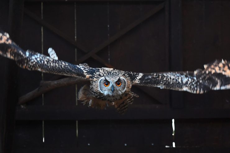 Zeit für einen Ausflug / Hier gibt es Uhu, Esel und Känguru in echt