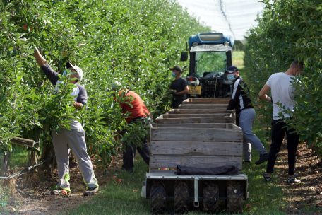 Rund zwei Dutzend Erntehelfer pflücken in den nächsten Wochen Sorten wie Elstar, Jonagold oder Boskoop