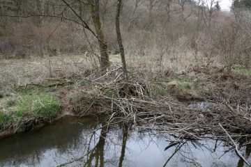 Luxemburg / Ein Viertel aller Vogelarten vom Aussterben bedroht