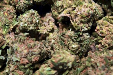 Medizinisches Cannabis / Lieferengpass im Juli