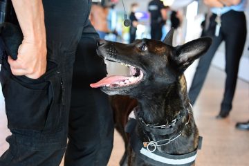 Die Spürnasen von Sandweiler / „Für die Hunde ist das Spaß pur“: Auf Mission mit der Hundestaffel der Zollverwaltung