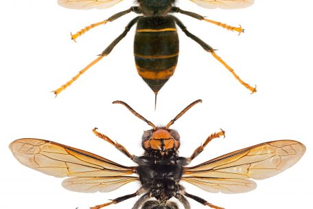 Die asiatische Hornisse