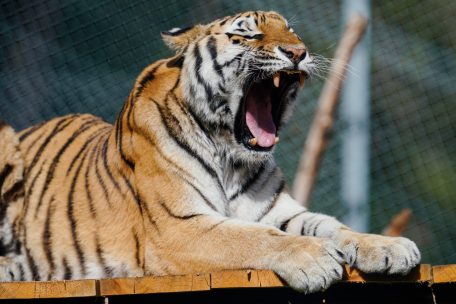 Tierschutz / Frankreich will Wildtier-Verbot für Wanderzirkusse