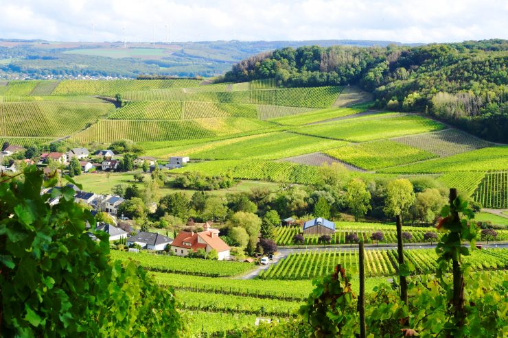 Weinbau  / Ein grüner Daumen, „Piwis“ und der „King der Rotweine“