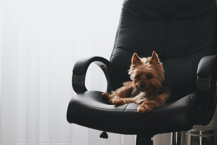 Ungeahnte Gefahrenquellen / Das Büro für Tiere sicher machen