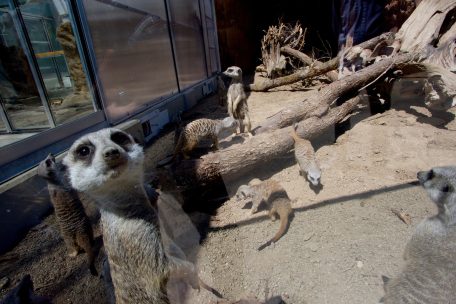 Ob Quarantäne oder Nebensaison im Märchenpark: Den Tieren ist es egal. Sie müssen weiter verpflegt werden.