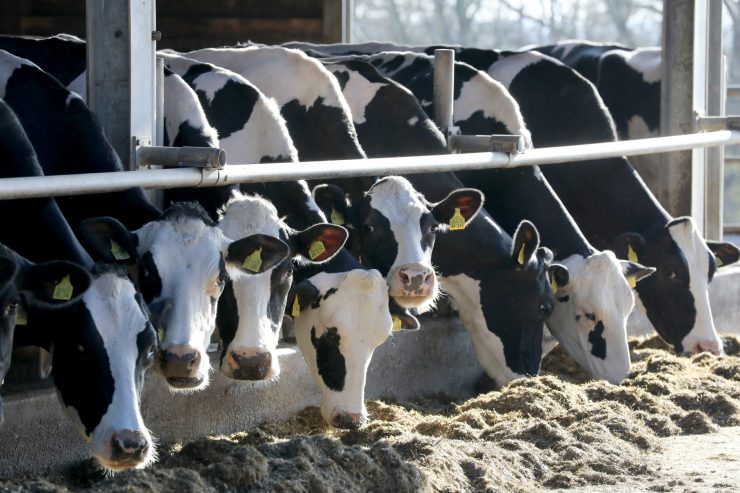 Landwirtschaftsminister / Die Hälfte der Luxemburger Milchbauern können ihre Kosten mit den Verkäufen nicht decken