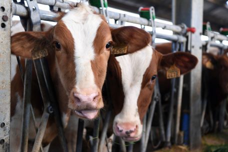 EU-Parlament / Mehrheit der Abgeordneten für umstrittene Agrarreform