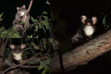 Überraschender Fund / Australien hat zwei neue Säugetiere