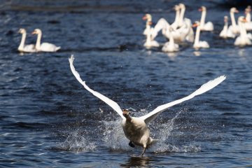 Deutschland und Niederlande / Vogelgrippe in Nachbarländern: Luxemburger Tierhalter sollen präventive Maßnahmen ergreifen