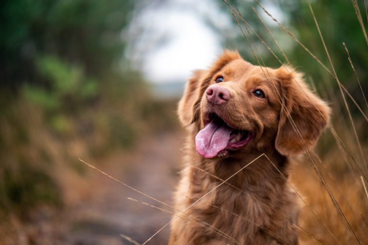 Tiergesundheit / Wenn der Hund gähnt: Was tun gegen Mundgeruch bei Vierbeinern?