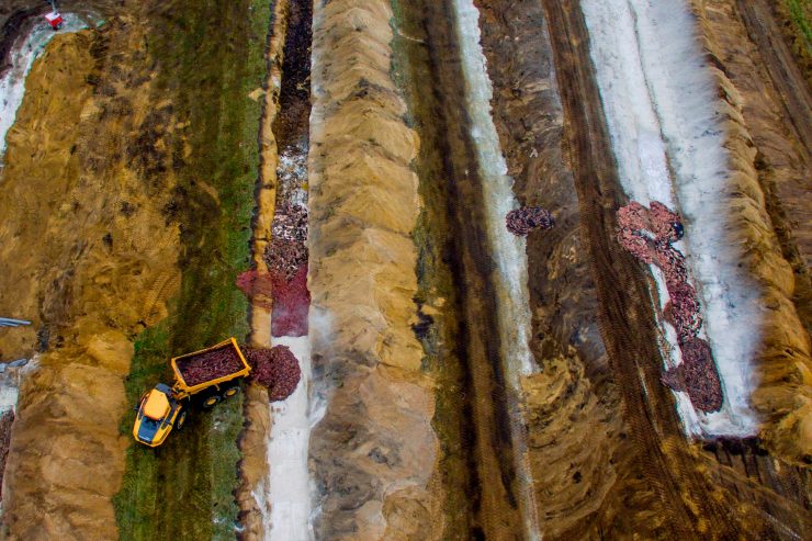 Dänemark / Der nächste Horror: Millionen Nerz-Kadaver tauchen wieder an der Erdoberfläche auf