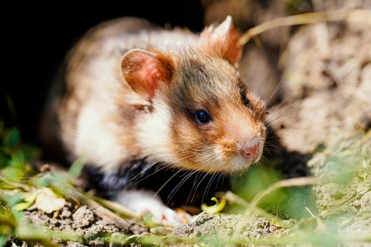 Laut Bericht / Zahl bedrohter Tierarten auf Rekordniveau
