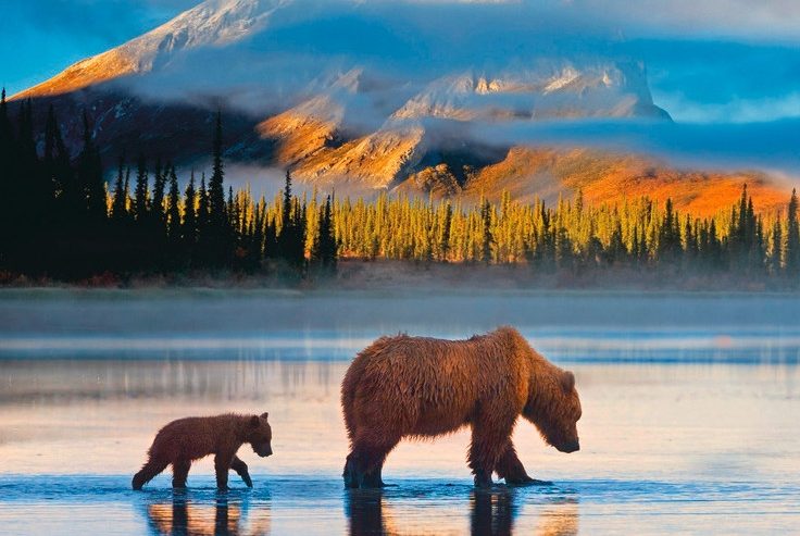 Quergelesen / Grizzlys haben in der Wildnis immer Vorfahrt