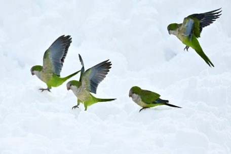 Wetter / Papageien im Schnee: Jahrhundert-Unwetter stürzt Spanien ins Chaos