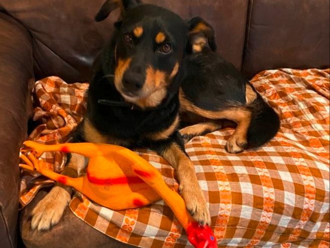 Tierschutz / Amiavy ist auch während der Pandemie für Tiere da