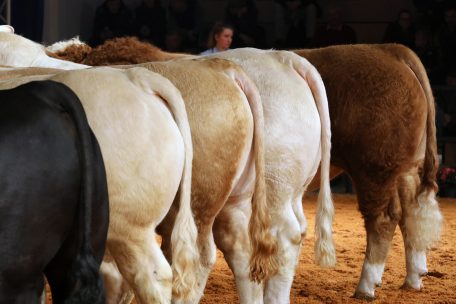 Tierquälerei / Tausende spanische Rinder auf Irrfahrt im Mittelmeer