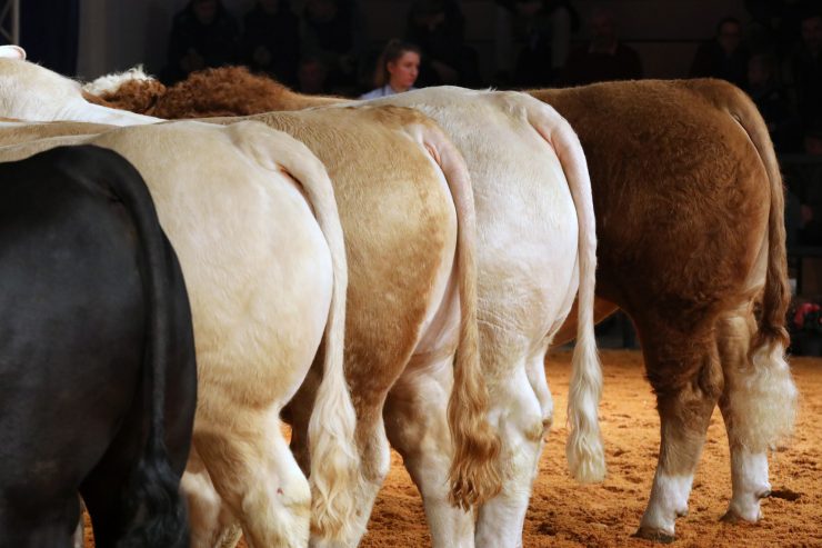 Tierquälerei / Tausende spanische Rinder auf Irrfahrt im Mittelmeer