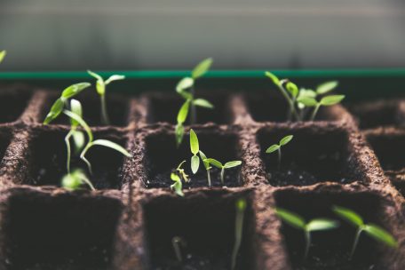 Jetzt ist die Zeit, Gemüsepflänzchen im Warmen vorziehen, damit sie zeitnah in den Garten gepflanzt werden können