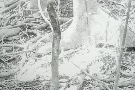 Kunstecke / April, April, er weiß nicht, was er will – oder …?