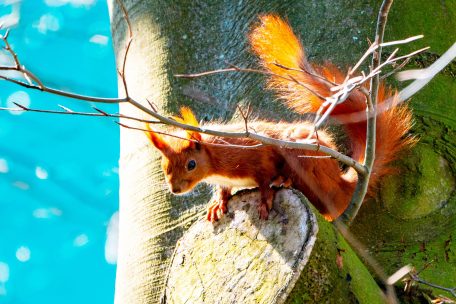 Tiere / Kobel im Blumenkasten: Wenn Eichhörnchen auf dem Balkon nisten