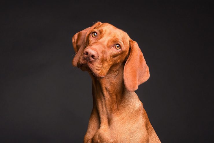 Tiere / Kaffee, Zwiebel, Avocado? Was für Hunde tabu ist