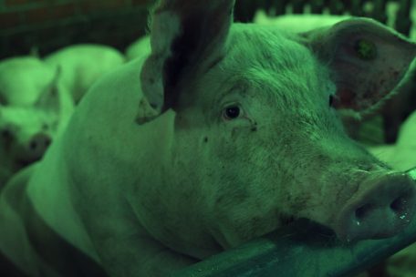 Jeunes critiques / „Regeln am Band, bei hoher Geschwindigkeit“: Ein Film, der zum Nachdenken anregt