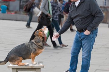 Editorial / Spendensammlung: Hilfsorganisationen spielen Betrügern in die Karten