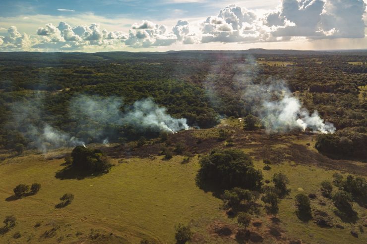 Umwelt / Für den WWF ist die EU der zweitschlimmste Waldzerstörer