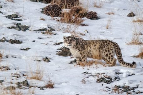 „Vanishing Treasures“ / Luxemburgs Umweltministerium hat bereits 5,5 Millionen an Tierschutzprogramm ausgezahlt