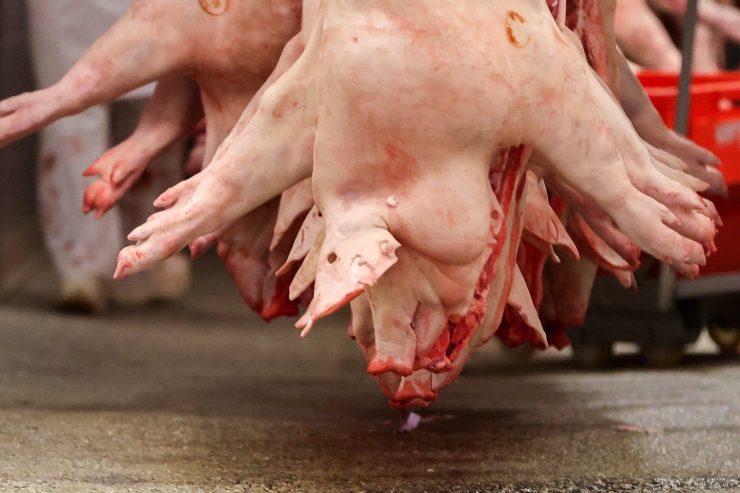 Ernährung / Umweltschützer empfehlen weniger Fleischkonsum