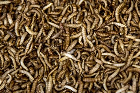 Brüssel / Mehlwurm als erstes Insekt in Europa zum Verzehr zugelassen