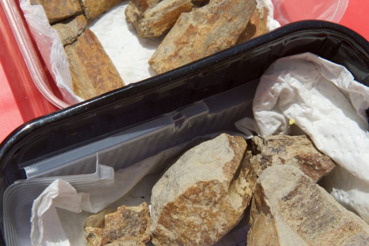 Sensationsfund / Ein Temnodontosaurus auf Cloche d’Or