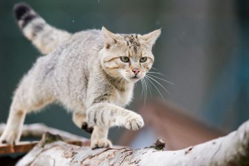 Hase, Küken und Co / So reagieren Sie auf gefundene Wildtier-Babys