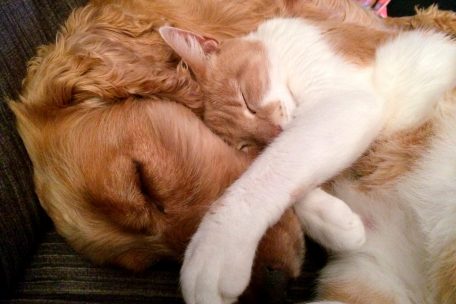 Australische Studie / Wie Katzen und Hunde auf die Pandemie reagieren