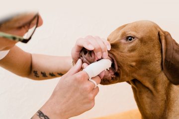 Abklärungsbedarf / Zahnfraktur bei Hund mit Nadel prüfen