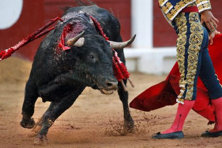 Spanien / Bullen mit den Namen „Feminist“ und „Nigerianer“: Stadt Gijón verbietet Stierkämpfe