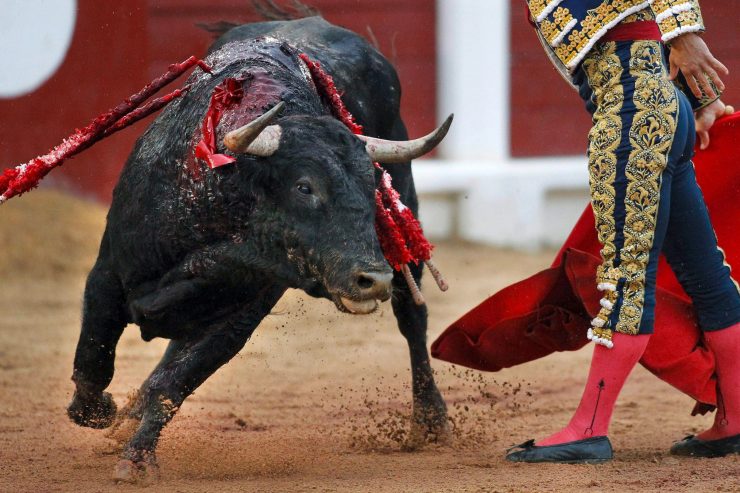 Spanien / Bullen mit den Namen „Feminist“ und „Nigerianer“: Stadt Gijón verbietet Stierkämpfe