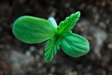 Nachbar wollte helfen / Polizei betritt Wohnung und findet „Marihuana-Plantage“ – Besitzer liegt im Krankenhaus