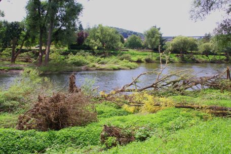 Arg in Mitleidenschaft gezogen wurden auch die Auwälder in Ufernähe der Sauer. Das Hochwasser hat stellenweise regelrechte Schneisen in die Natur geschlagen.